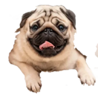 Sticker Cool Dog - 7