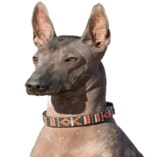 Sticker Cool Dog - 2