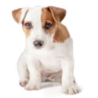 Sticker Cool Dog - 4