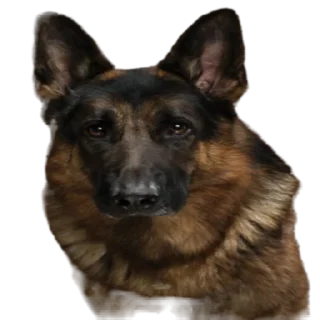 Sticker Cool Dog - 1