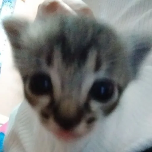 Sticker SOMEOWMEW - 1