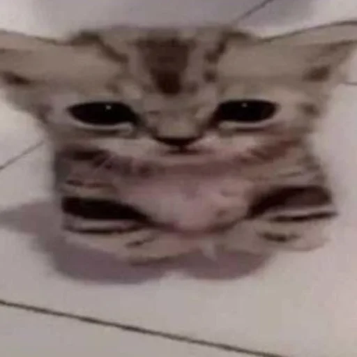 Sticker SOMEOWMEW - 1