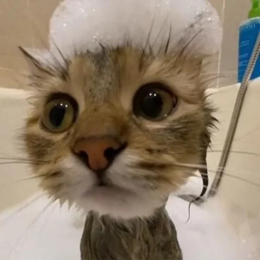 Sticker SOMEOWMEW - 1