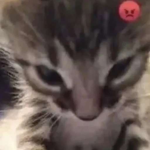 Sticker SOMEOWMEW - 1