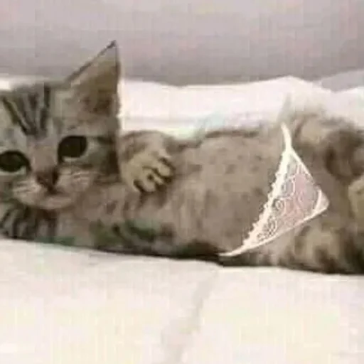 Sticker SOMEOWMEW - 1