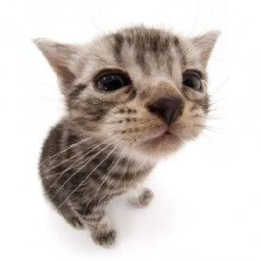 Sticker SOMEOWMEW - 1