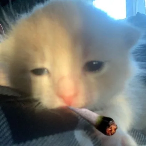 Sticker SOMEOWMEW - 1