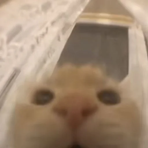 Sticker SOMEOWMEW - 1