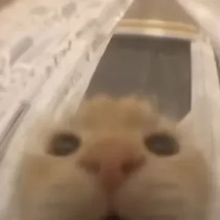 Sticker \•°So fuckin meow-meow°•\ - 7