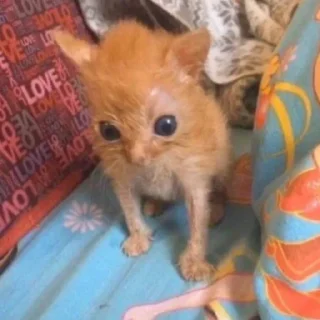 Sticker \•°So fuckin meow-meow°•\ - 8