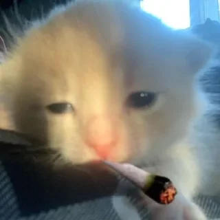 Sticker \•°So fuckin meow-meow°•\ - 9