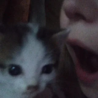 Sticker \•°So fuckin meow-meow°•\ - 2