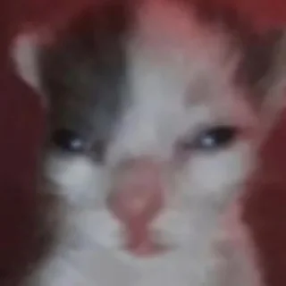 Sticker \•°So fuckin meow-meow°•\ - 4