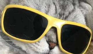 Стикер Французский НЕГР @Stikerhi_bot - 7