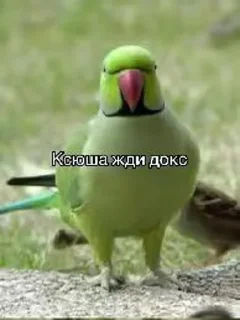 Sticker Жди докс @Tgthemesrobot - 11