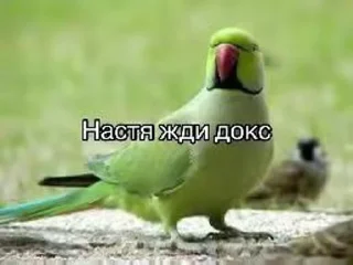 Sticker Жди докс @Tgthemesrobot - 5