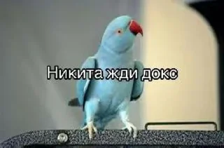 Sticker Жди докс @Tgthemesrobot - 3