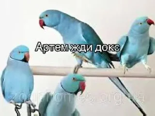 Sticker Жди докс @Tgthemesrobot - 4