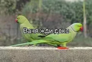 Sticker Жди докс @Tgthemesrobot - 1