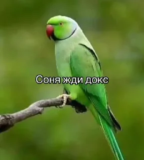 Sticker Жди докс @Tgthemesrobot - 0