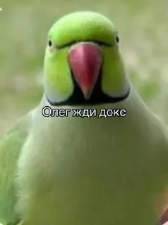 Sticker Жди докс @Tgthemesrobot - 10