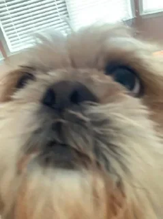 Sticker Говно @KawaiiRUbot @Anonroll_bot - 1