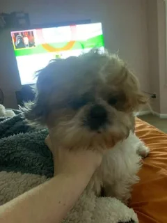 Sticker Говно @KawaiiRUbot @Anonroll_bot - 5