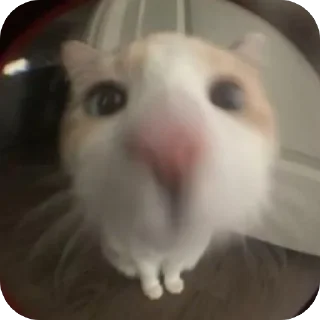 Sticker Чо? @Stikerhi_bot - 6