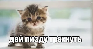 Sticker Стикеры ➜ @StickersPackRobot - 3