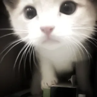 Sticker 🤍🤍🤍 @StickersPackRobot - 7