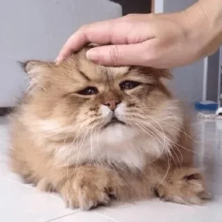 Sticker Cat Memes @StickersPackRobot - 3