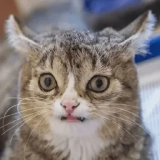 Sticker Cat Memes @StickersPackRobot - 0