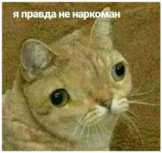 Sticker Сергели @StickersPackRobot - 8