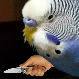 Sticker Сергели @StickersPackRobot - 0