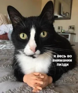 &#x421;&#x442;&#x438;&#x43A;&#x435;&#x440; &#x421;&#x442;&#x438;&#x43A;&#x435;&#x440;&#x44B; &#x279C; @StickersPackRobot - 8