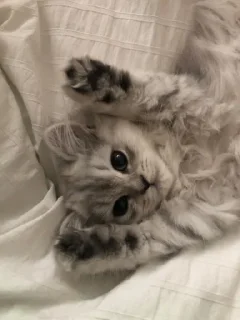 Sticker Стикеры ➜ @StickersPackRobot - 2