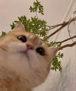 Sticker Стикеры ➜ @StickersPackRobot - 10