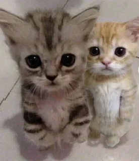 Sticker Стикеры ➜ @StickersPackRobot - 1