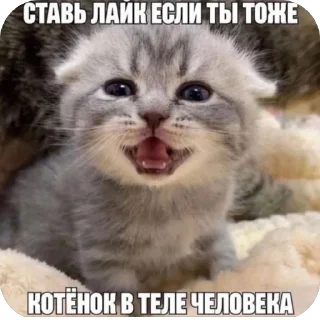 Sticker Китики KB_Wing @StickersPackRobot - 3