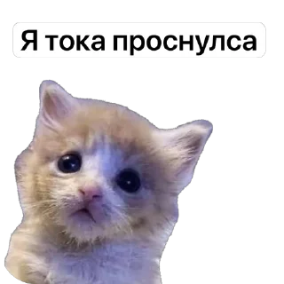 Sticker Китики KB_Wing @StickersPackRobot - 0