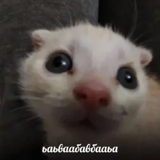 Sticker Китики KB_Wing @StickersPackRobot - 5