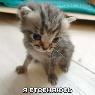 Sticker Китики KB_Wing @StickersPackRobot - 7