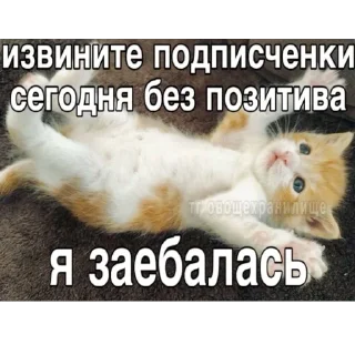 Sticker Китики KB_Wing @StickersPackRobot - 8