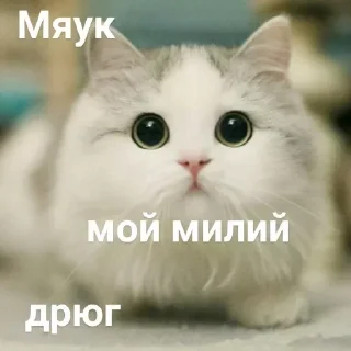 Стикер Котики @StickersPackRobot - 1