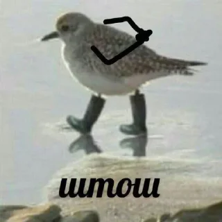 Стикер Котики @StickersPackRobot - 0