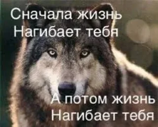 Стикер 🍓Wolf_Stickers🍓 @StickersPackRobot - 10