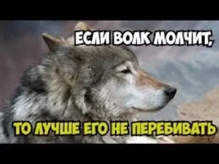 Стикер 🍓Wolf_Stickers🍓 @StickersPackRobot - 8