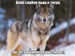 Стикер 🍓Wolf_Stickers🍓 @StickersPackRobot - 2