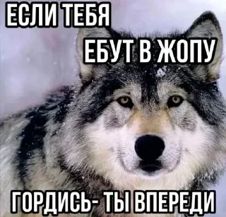 Стикер 🍓Wolf_Stickers🍓 @StickersPackRobot - 6