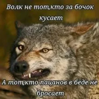 Стикер 🍓Wolf_Stickers🍓 @StickersPackRobot - 11